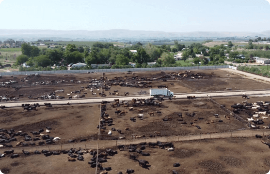 feedlots